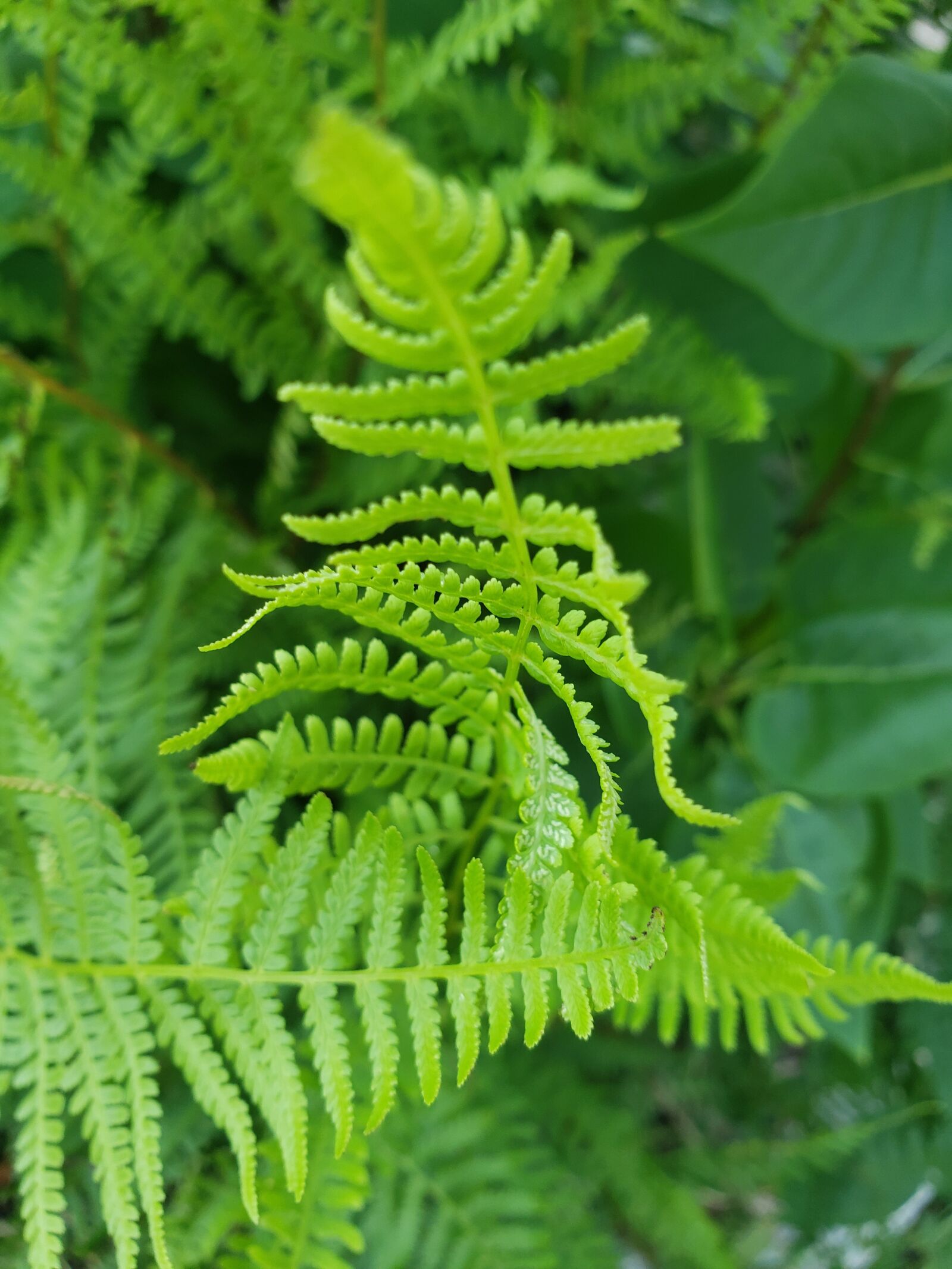 Samsung Galaxy S9 sample photo. Fern, leaf, garden photography