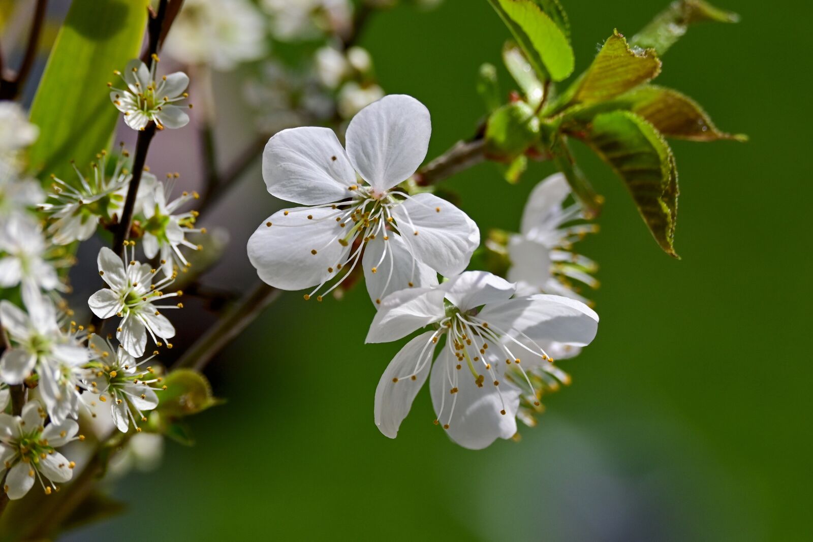 Nikon Nikkor Z DX 50-250mm F4.5-6.3 VR sample photo. Cherry blossoms, flowers, spring photography