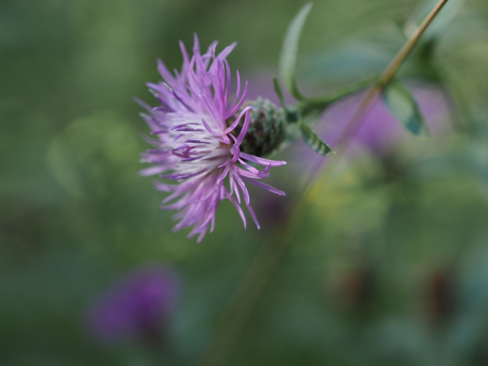 Olympus M.Zuiko Digital ED 60mm F2.8 Macro sample photo. Flower, purple, violet photography