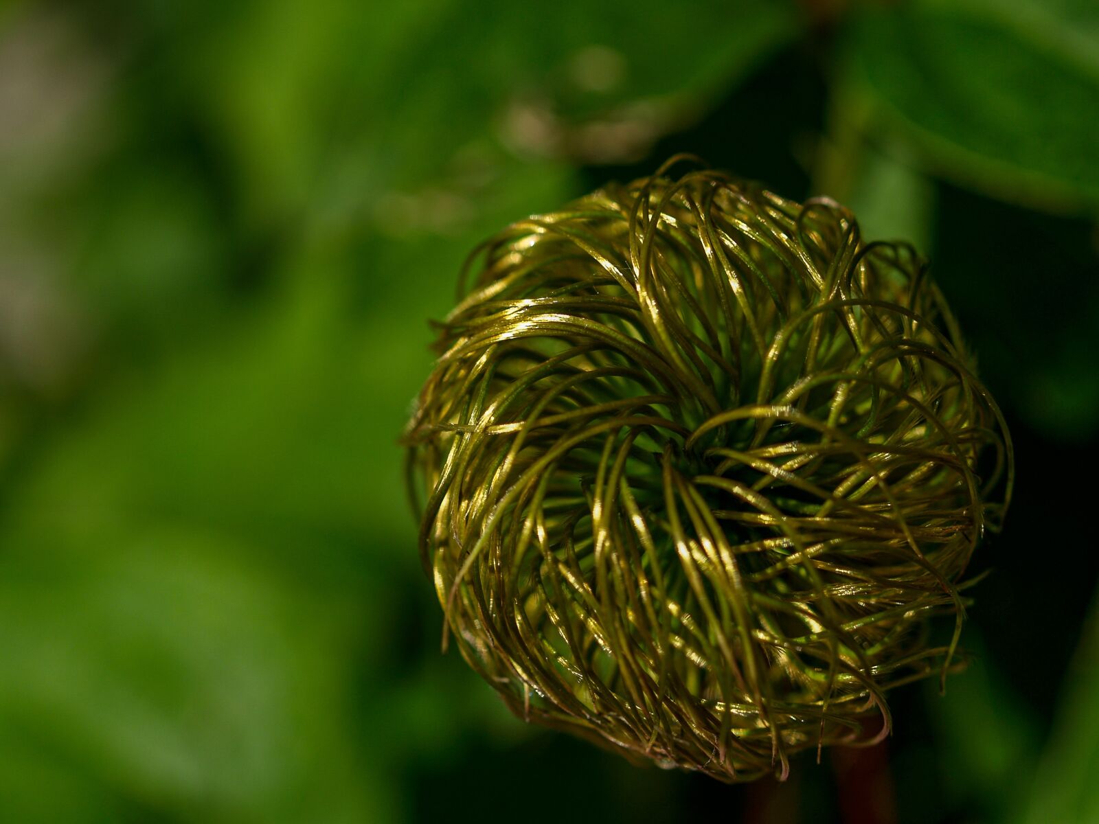 Olympus E-500 (EVOLT E-500) sample photo. Plant, ovary, gold photography