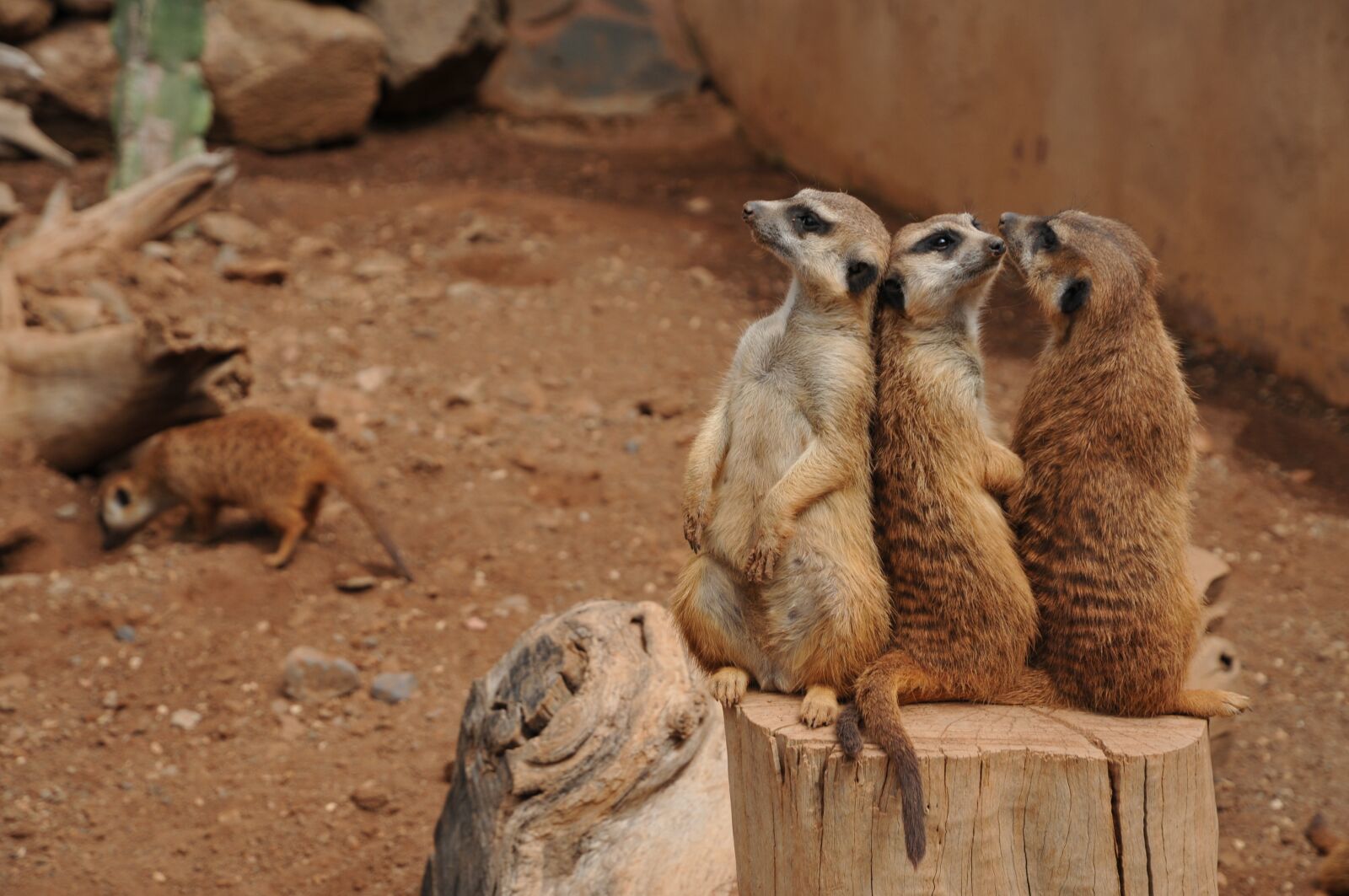 Nikon D300S sample photo. Animal, park, zoo photography