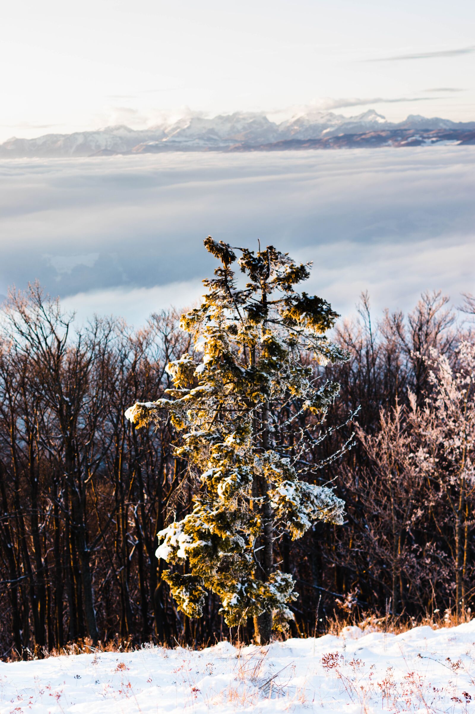 Pentax smc DA 50mm F1.8 sample photo. Tree, mountains, snow photography