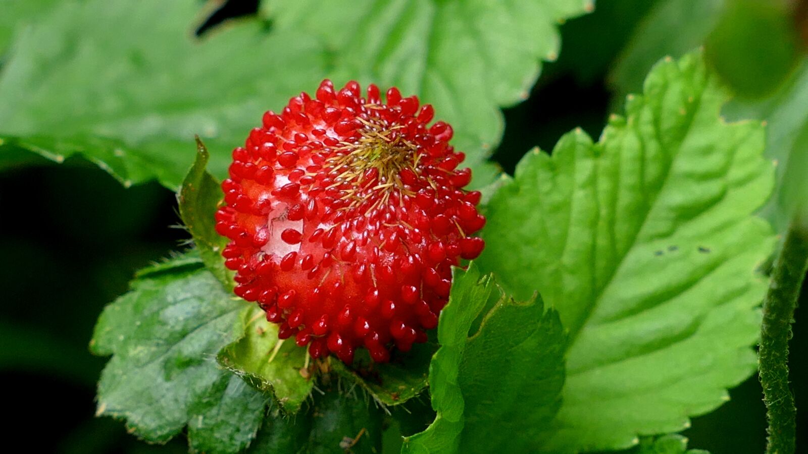 Panasonic Lumix DMC-FZ1000 sample photo. Strawberry, berry, wild strawberry photography