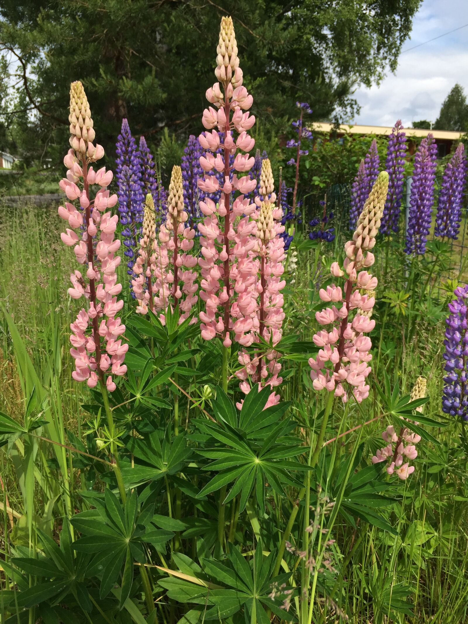 iPhone 6 Plus back camera 4.15mm f/2.2 sample photo. Lupinien, pink, flowers photography