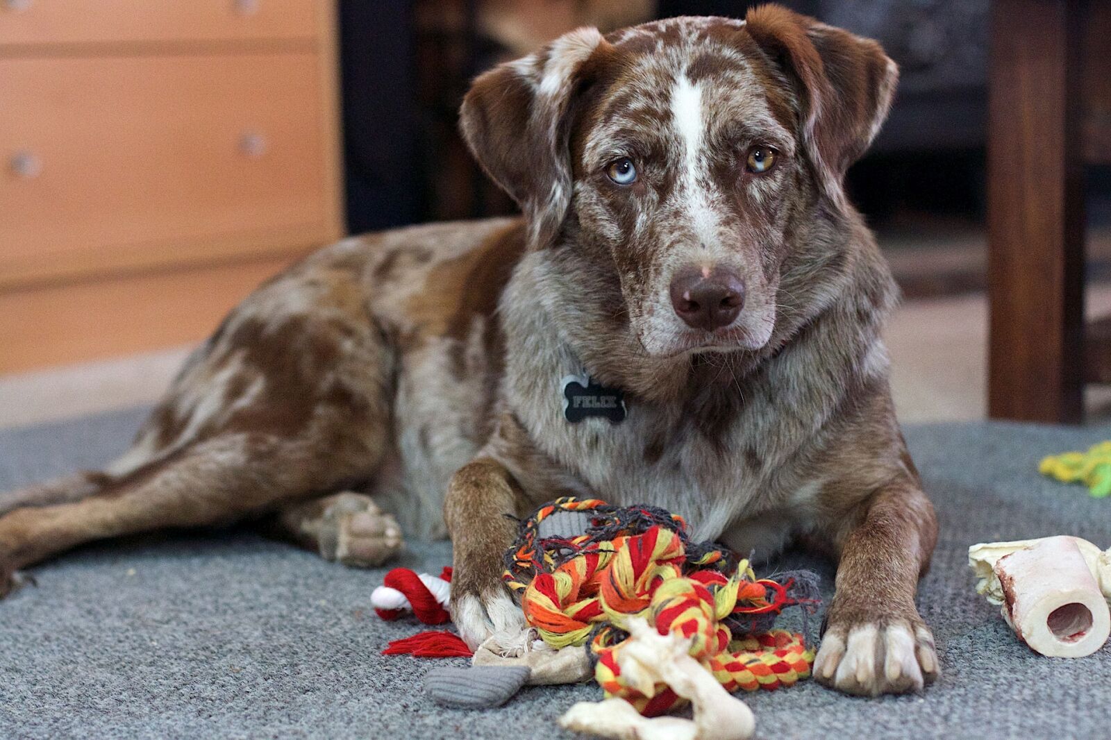 Canon EOS 7D sample photo. Retriever, dog, canine photography