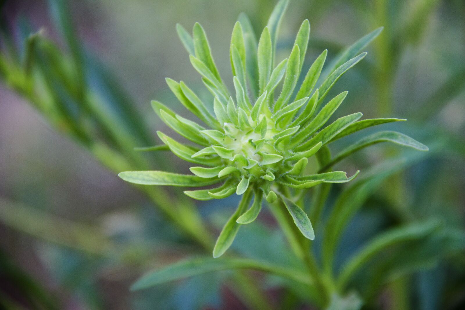 Canon EOS 650D (EOS Rebel T4i / EOS Kiss X6i) sample photo. Bud, flower, flora photography