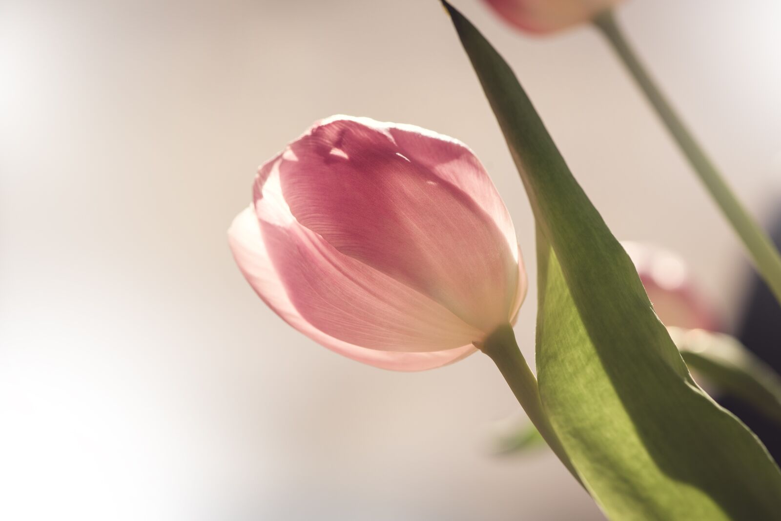 Nikon D750 sample photo. Flower, tulip, blossom photography