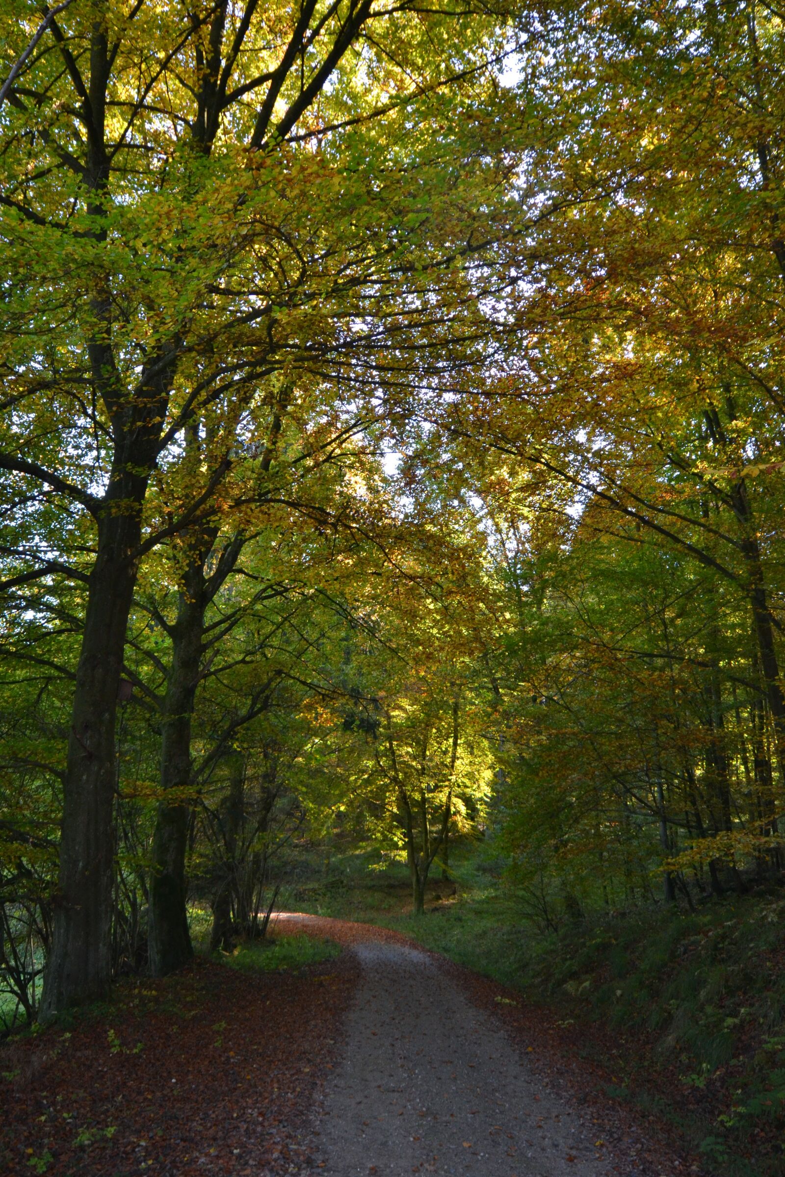 Nikon D3100 sample photo. Forest, sun, autumn photography