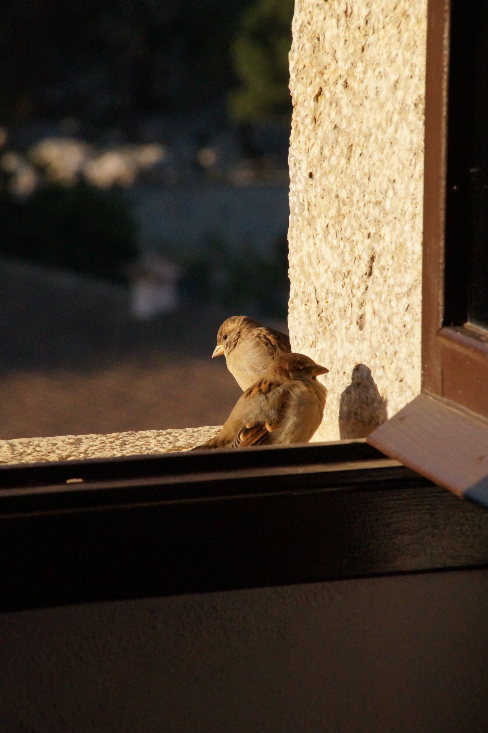 Sony SLT-A58 sample photo. Mallorca, bird, sunny photography
