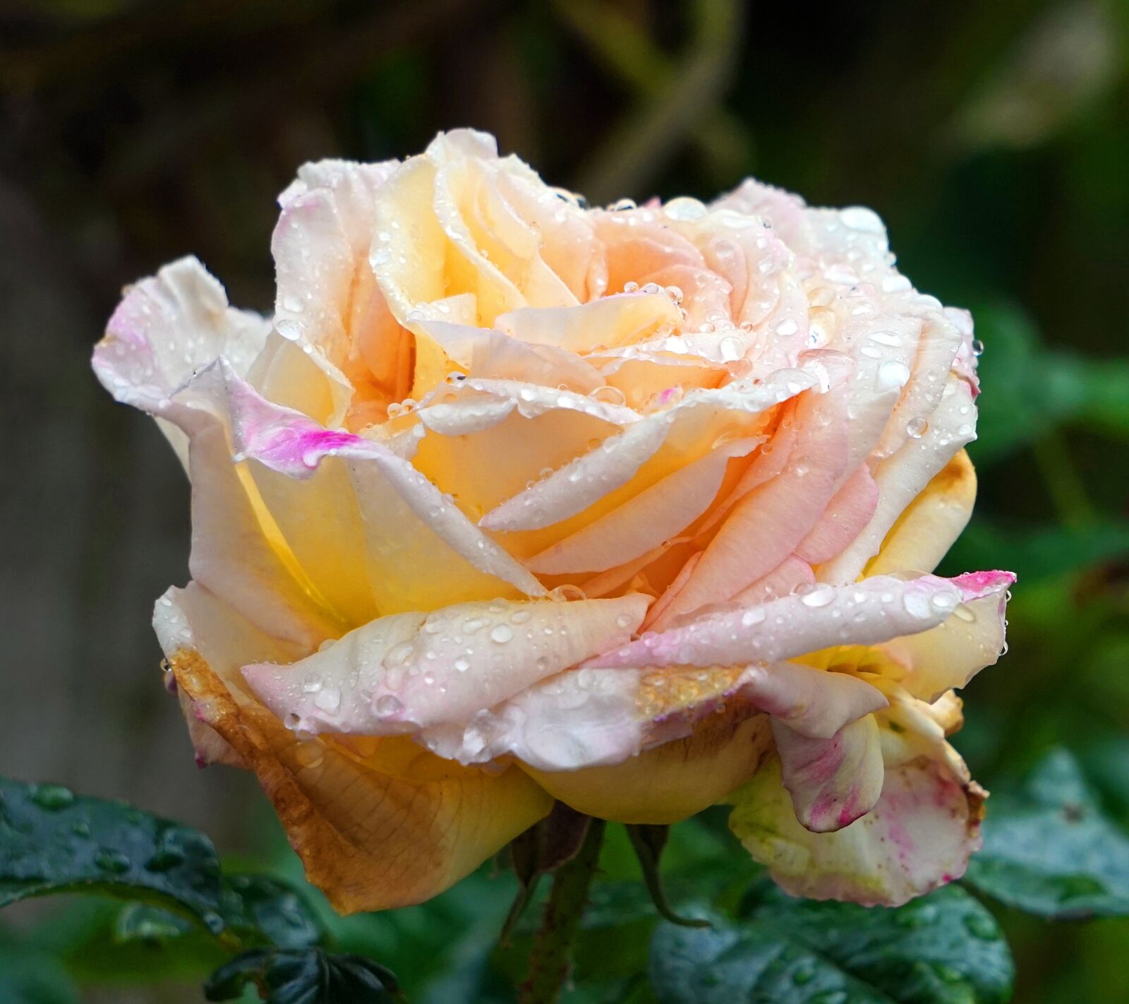 Sony Alpha a5000 (ILCE 5000) + Sony E 55-210mm F4.5-6.3 OSS sample photo. Rose, blossom, bloom photography
