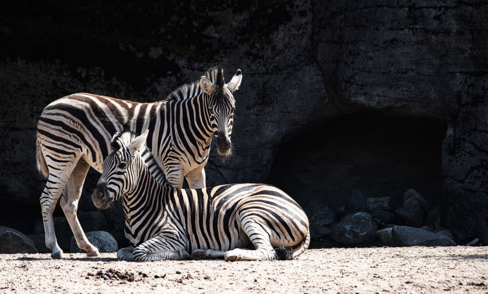 Canon EF 70-300mm F4-5.6 IS USM sample photo. Zebra, mammal, animal photography