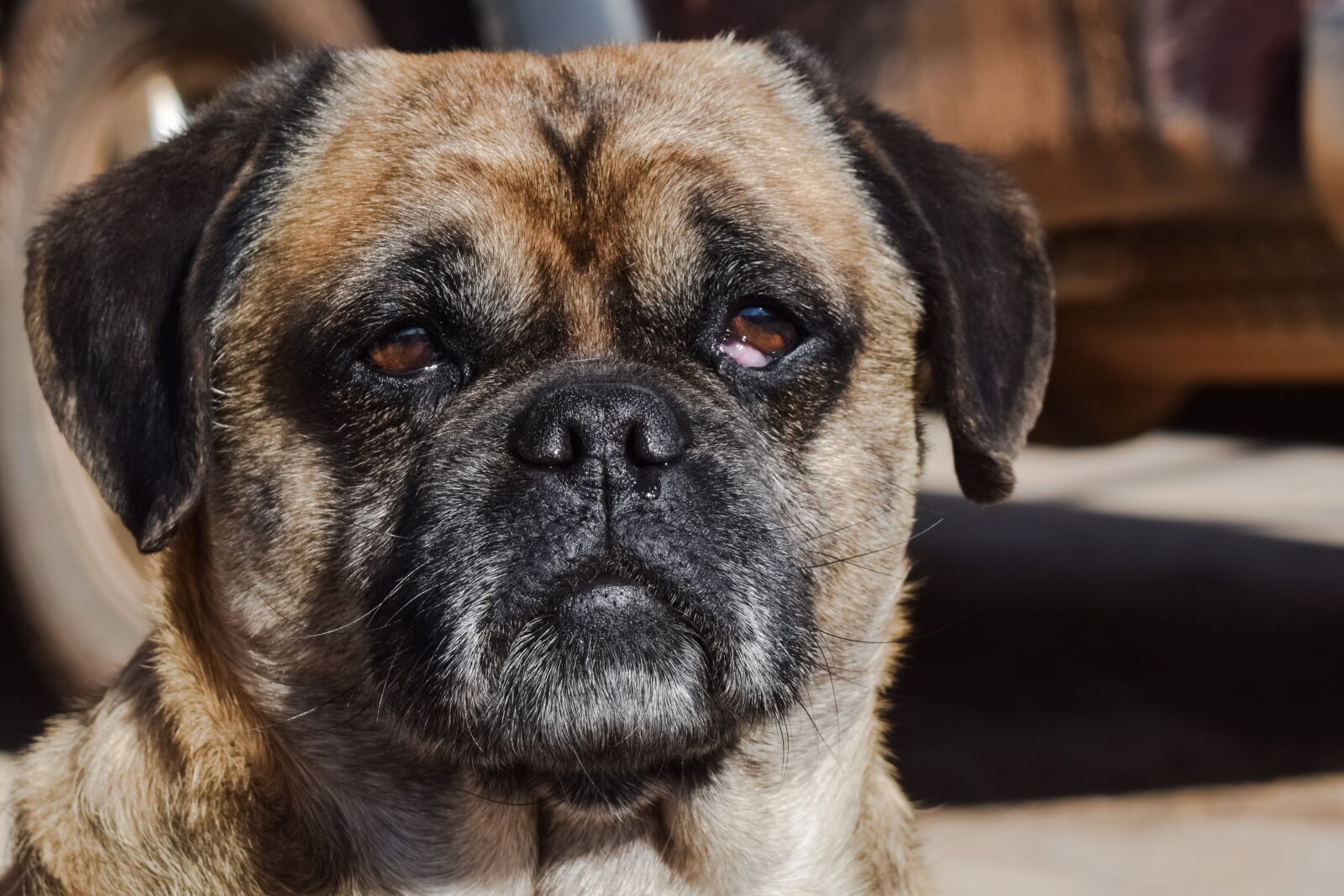 Nikon D3300 sample photo. Dog, stray, street photography