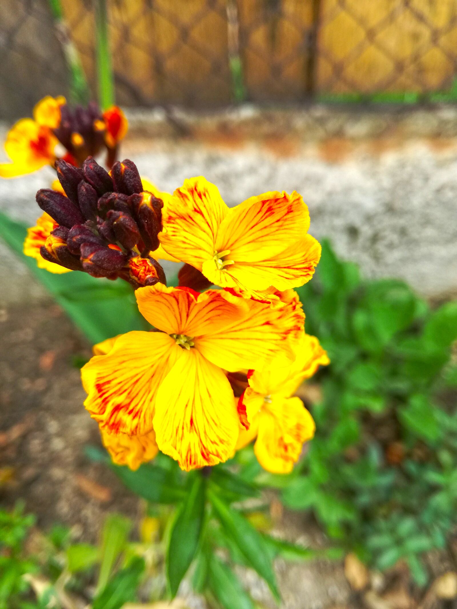 HUAWEI P9 LITE sample photo. Flower, spring, orange photography