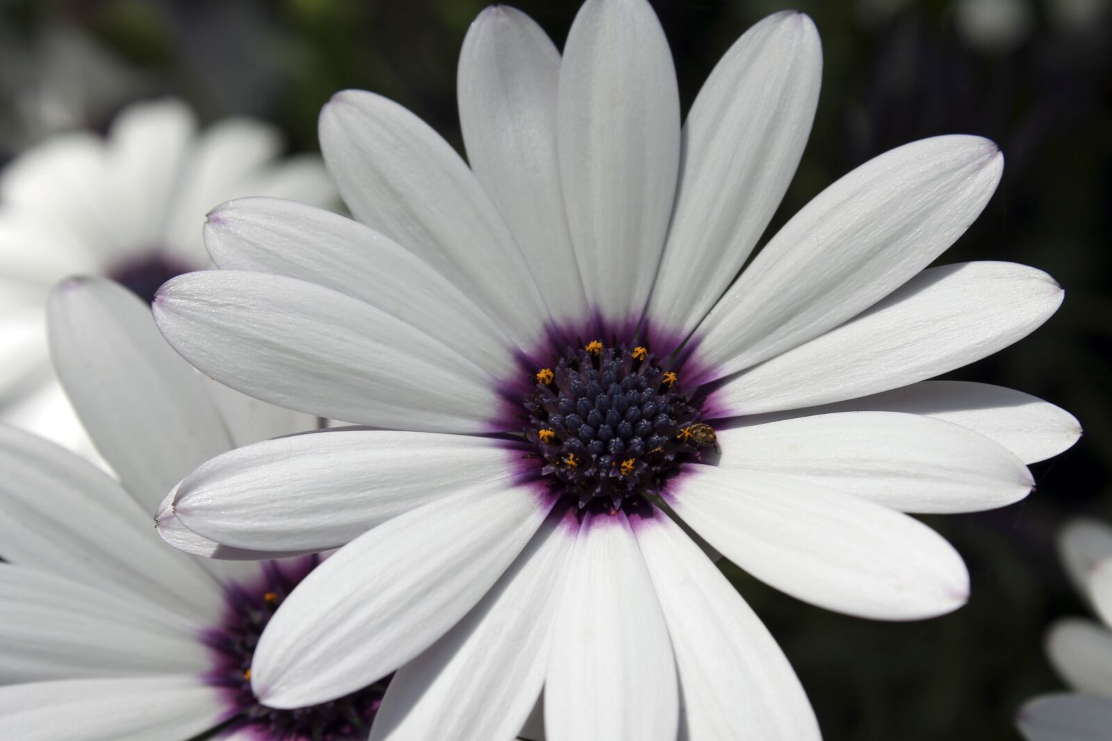 Canon EOS 1100D (EOS Rebel T3 / EOS Kiss X50) sample photo. African daisy, flower, white photography