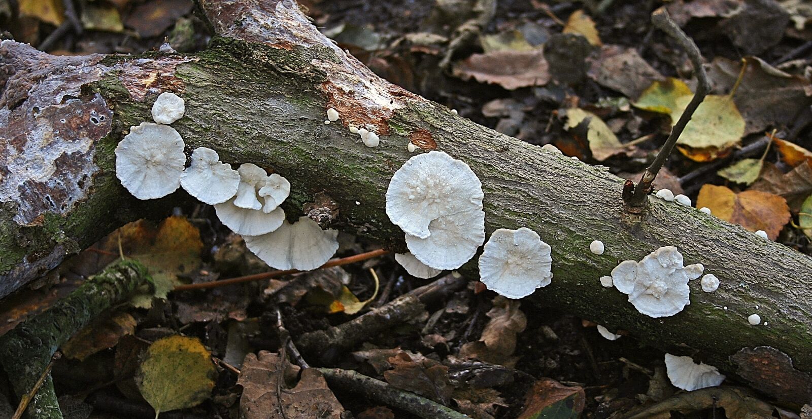 Canon EOS 350D (EOS Digital Rebel XT / EOS Kiss Digital N) sample photo. Fungi, autumn, mushroom photography