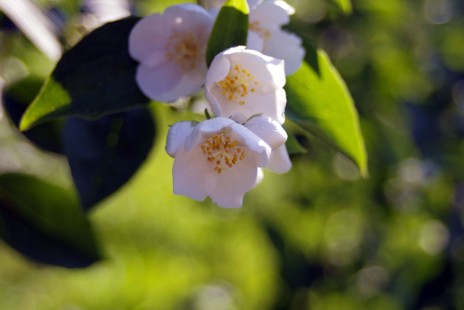 Pentax K-S2 sample photo. White flowers, cream, the photography