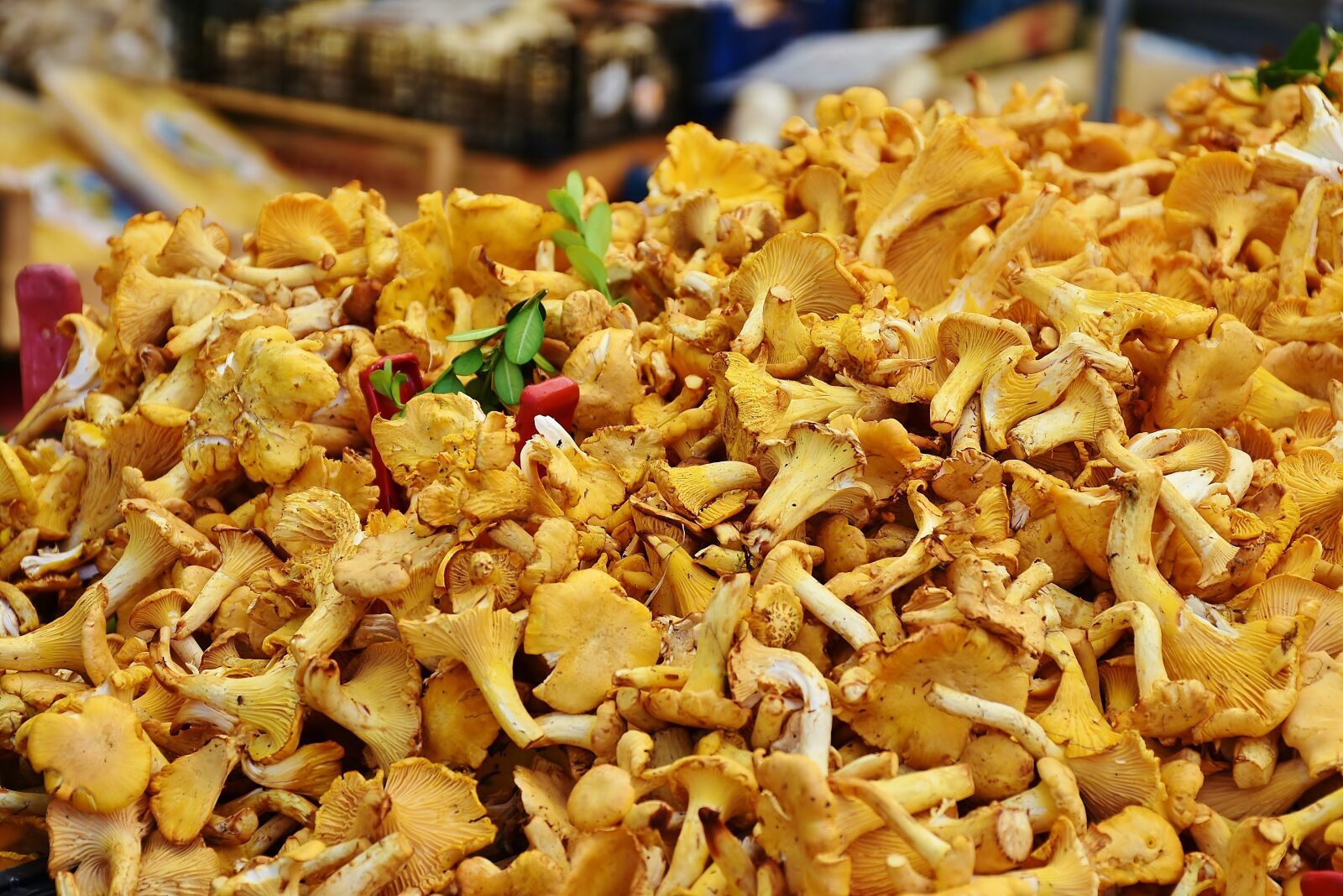Nikon D7200 sample photo. Real chanterelles, mushrooms, egg photography