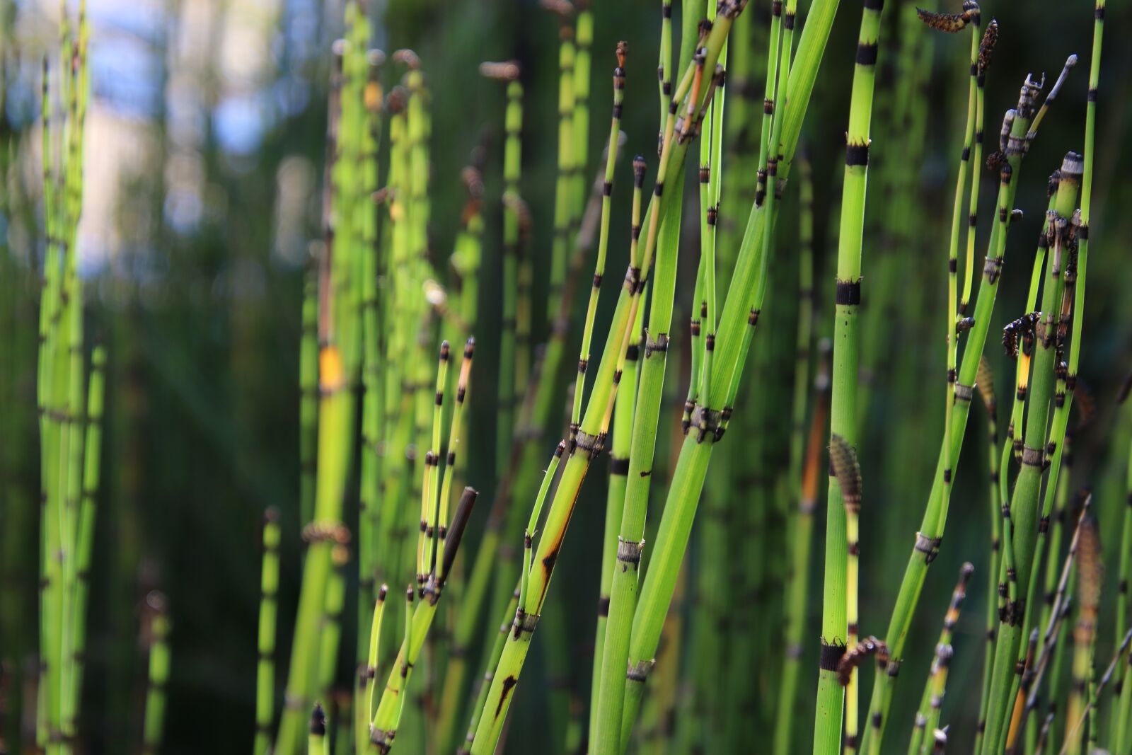 Canon EOS 800D (EOS Rebel T7i / EOS Kiss X9i) sample photo. Horsetails, marsh, wetlands photography