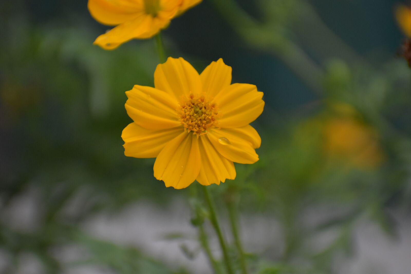 Nikon D5600 sample photo. Yellow flower, pattern, petals photography