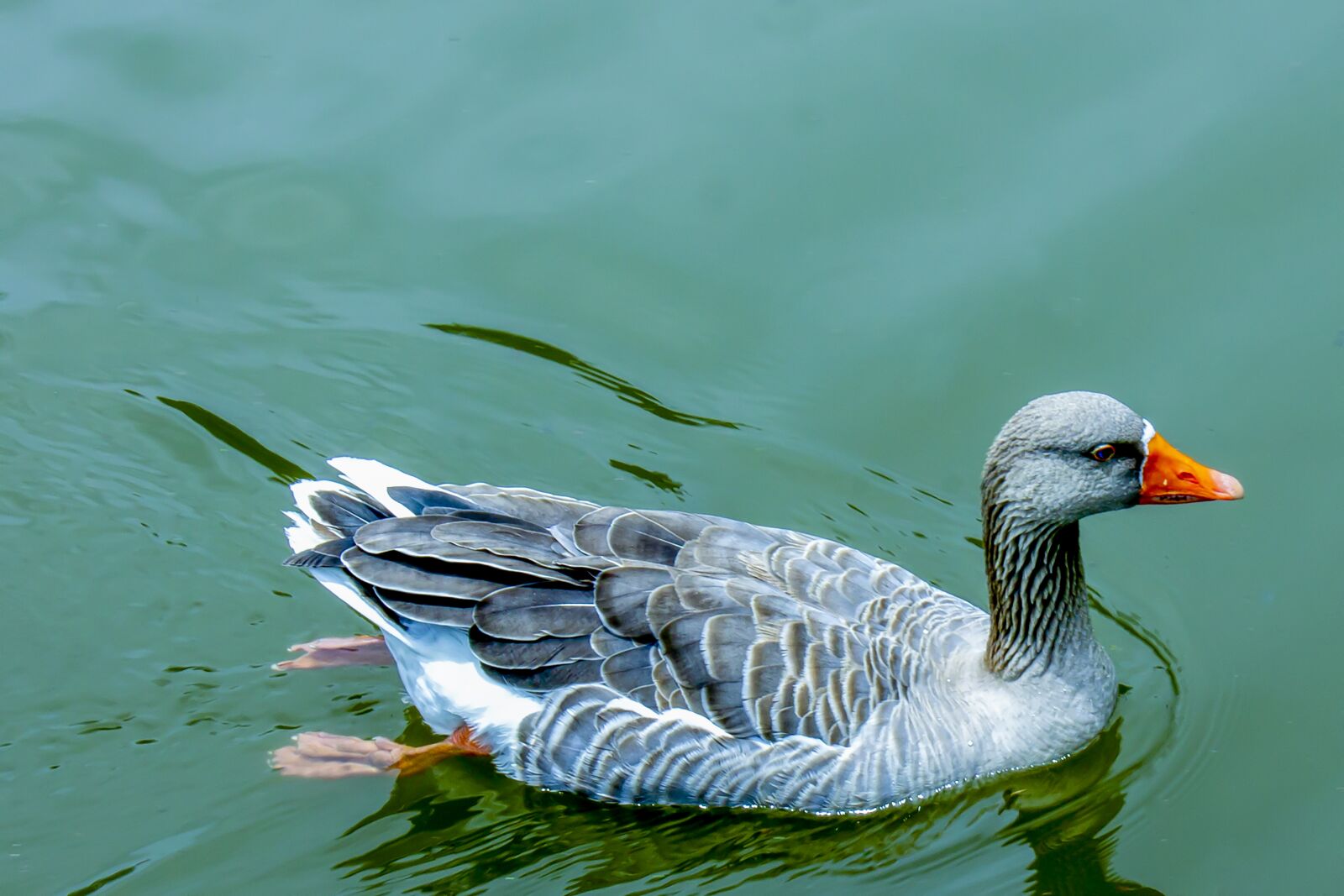 Canon EOS 1100D (EOS Rebel T3 / EOS Kiss X50) sample photo. Duck, lake, water photography