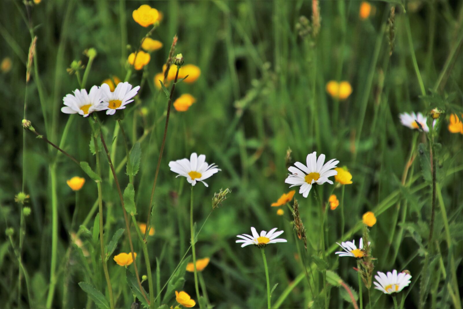 Canon EOS 80D sample photo. Nature, flower, may photography