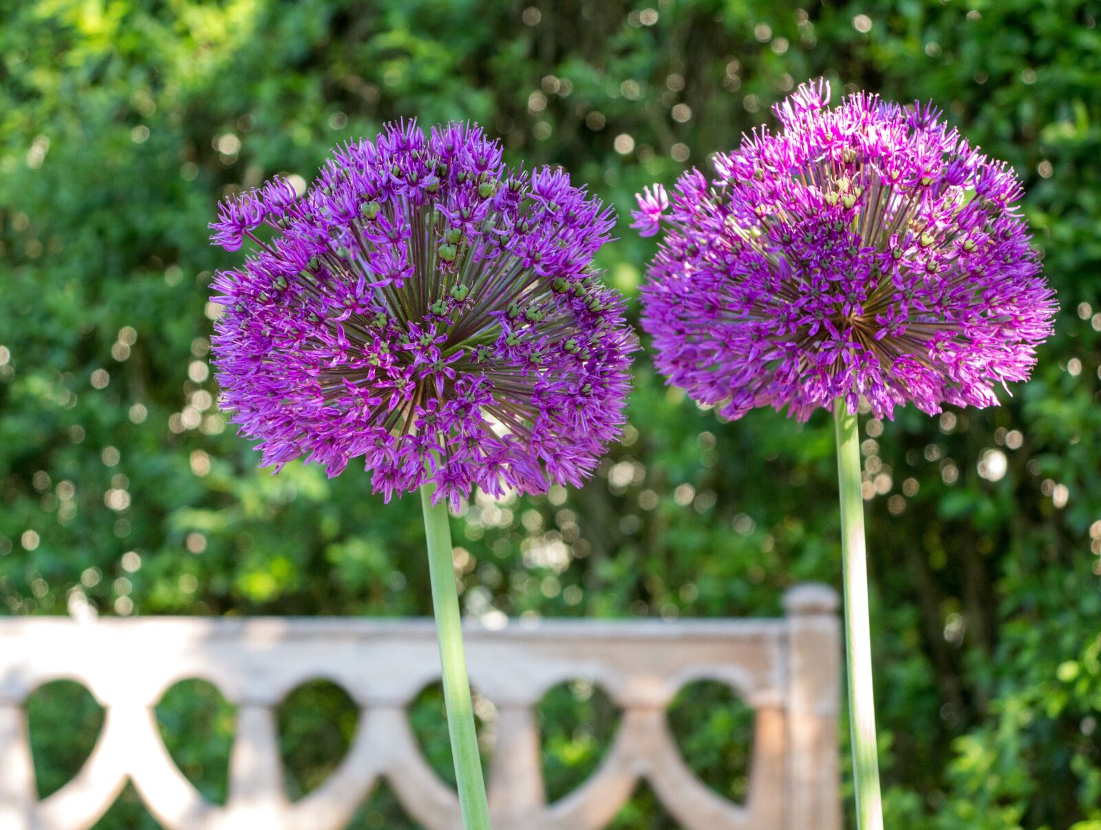 Canon PowerShot G1 X sample photo. Ornamental onion, garden, purple photography