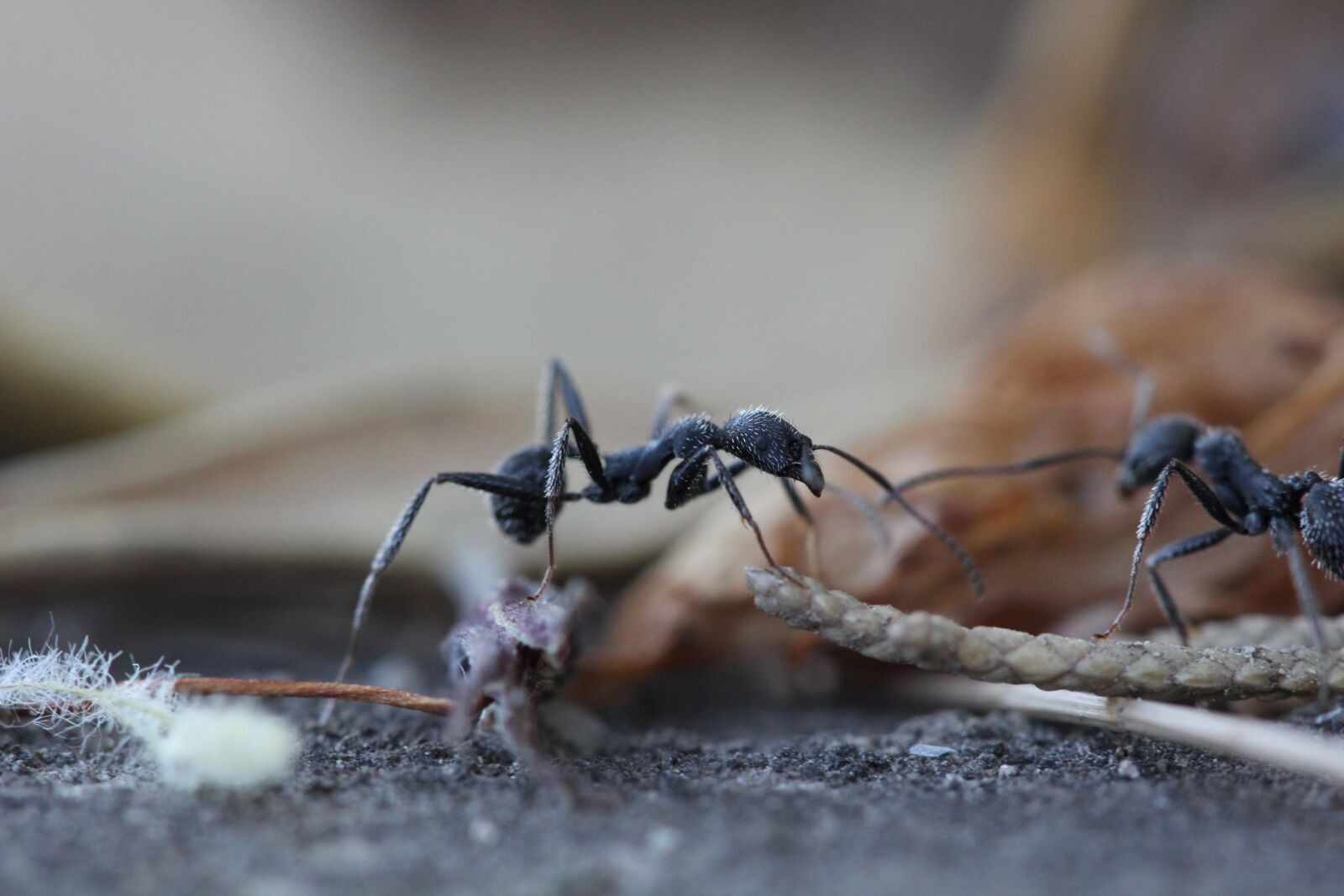 Canon EOS 60D + Canon EF 100mm F2.8 Macro USM sample photo. Ants, insect, garden photography