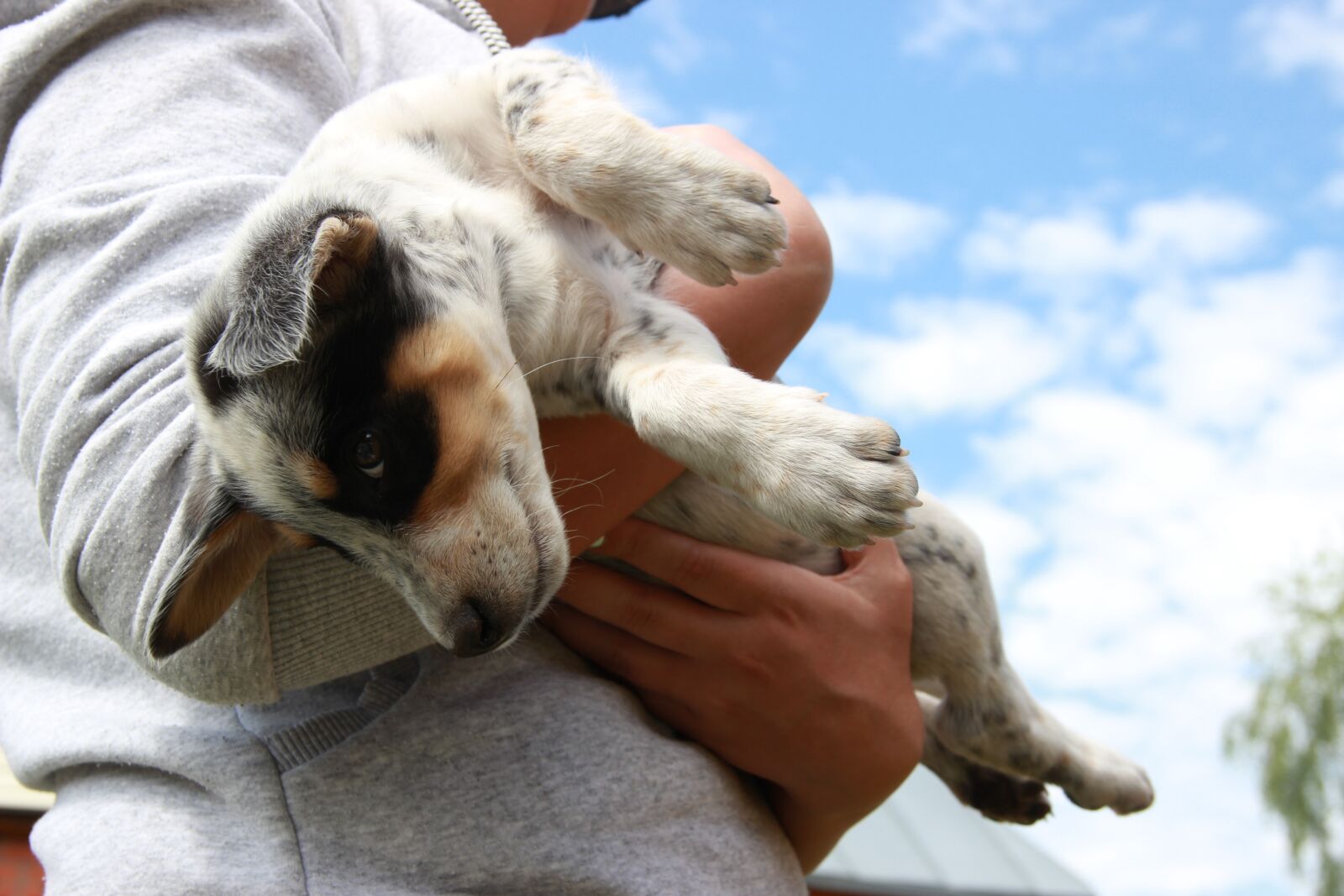 Canon EOS 600D (Rebel EOS T3i / EOS Kiss X5) sample photo. Dog, puppy, sky photography