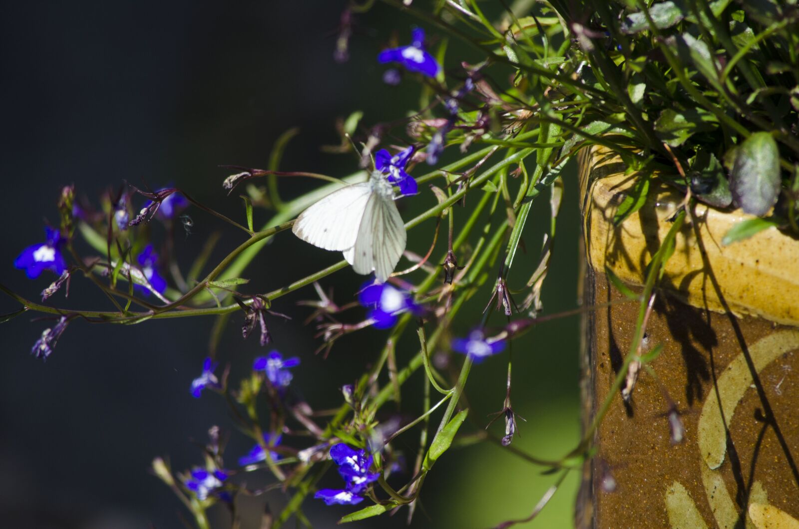 Nikon D5100 sample photo. Cabbage white butterfly, butterfly photography
