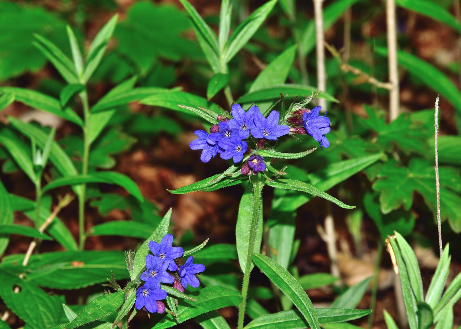 Nikon D3300 sample photo. Flower, blue, forest photography