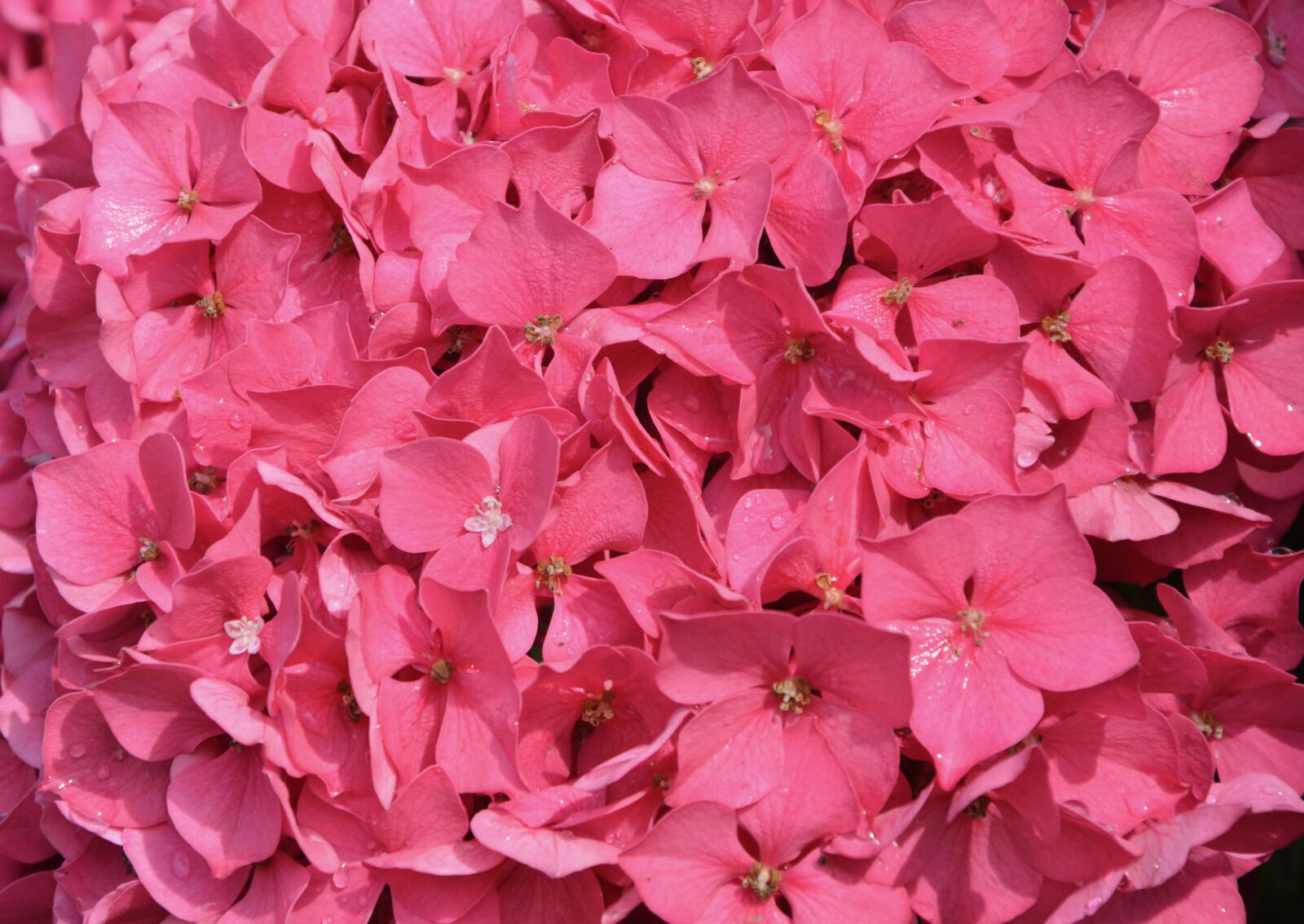 Nikon D5200 sample photo. Carpet of petals pink photography