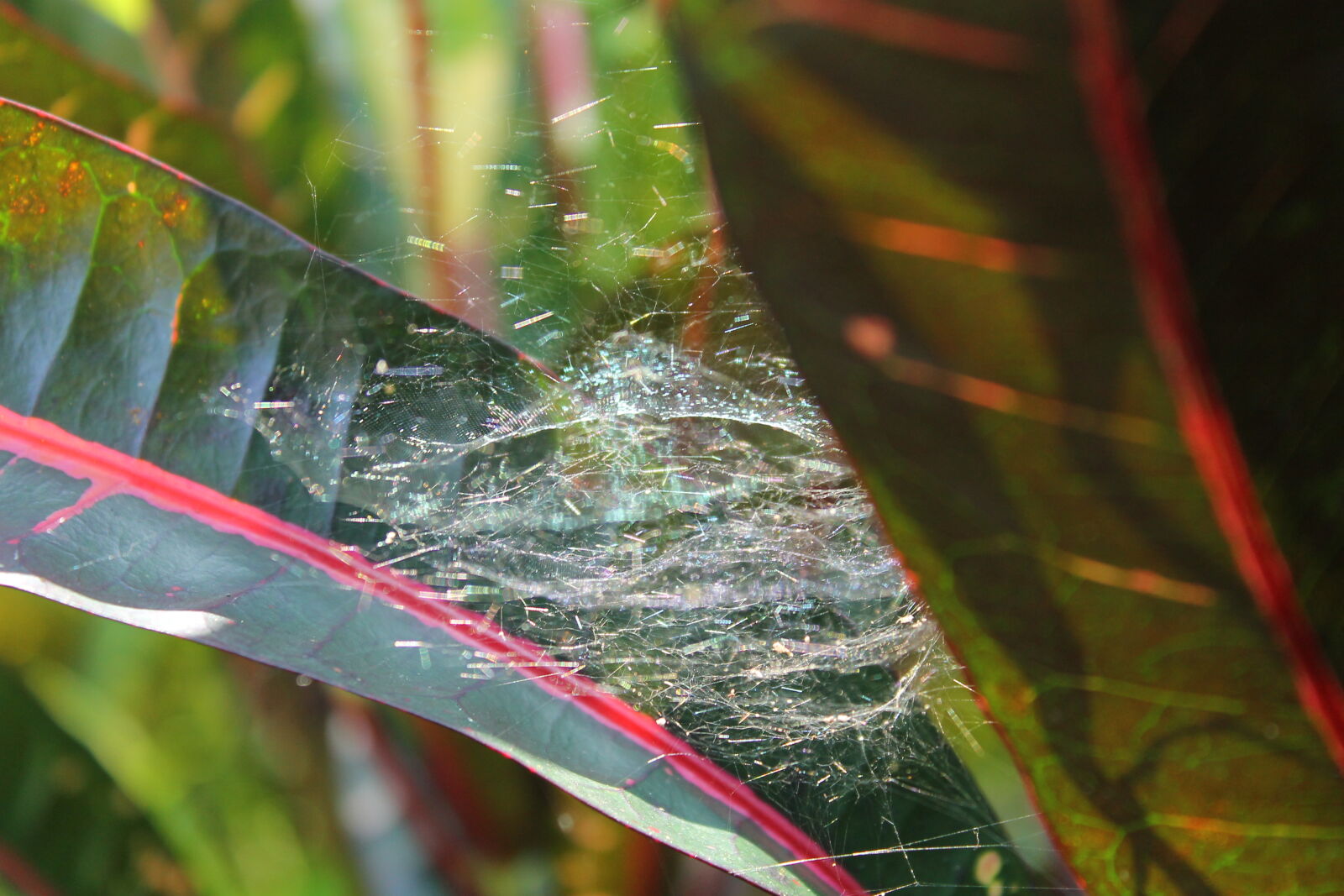 Canon EOS 1100D (EOS Rebel T3 / EOS Kiss X50) sample photo. Spider, web photography