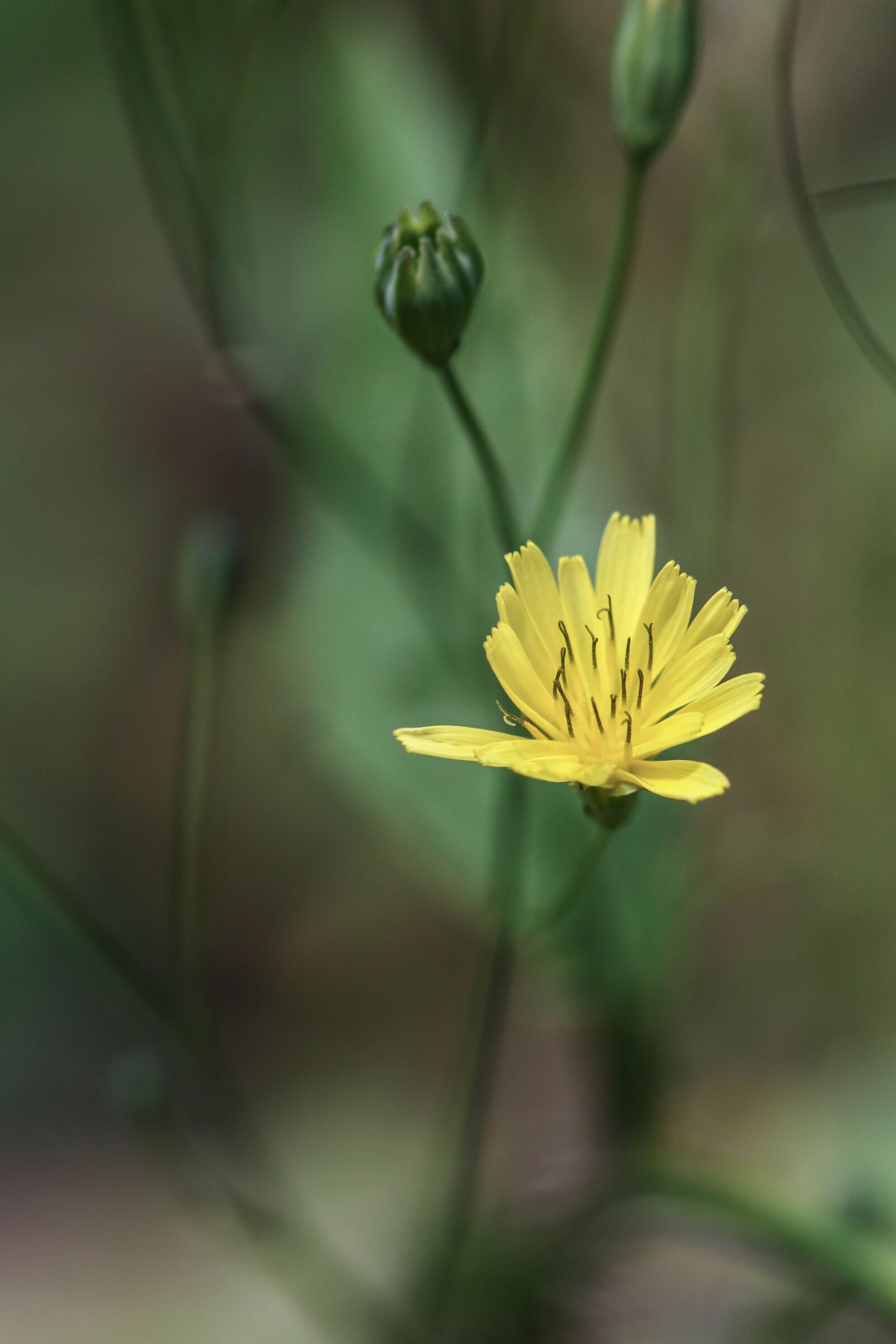 Canon EOS 7D Mark II sample photo. Wild flower, flower, summer photography