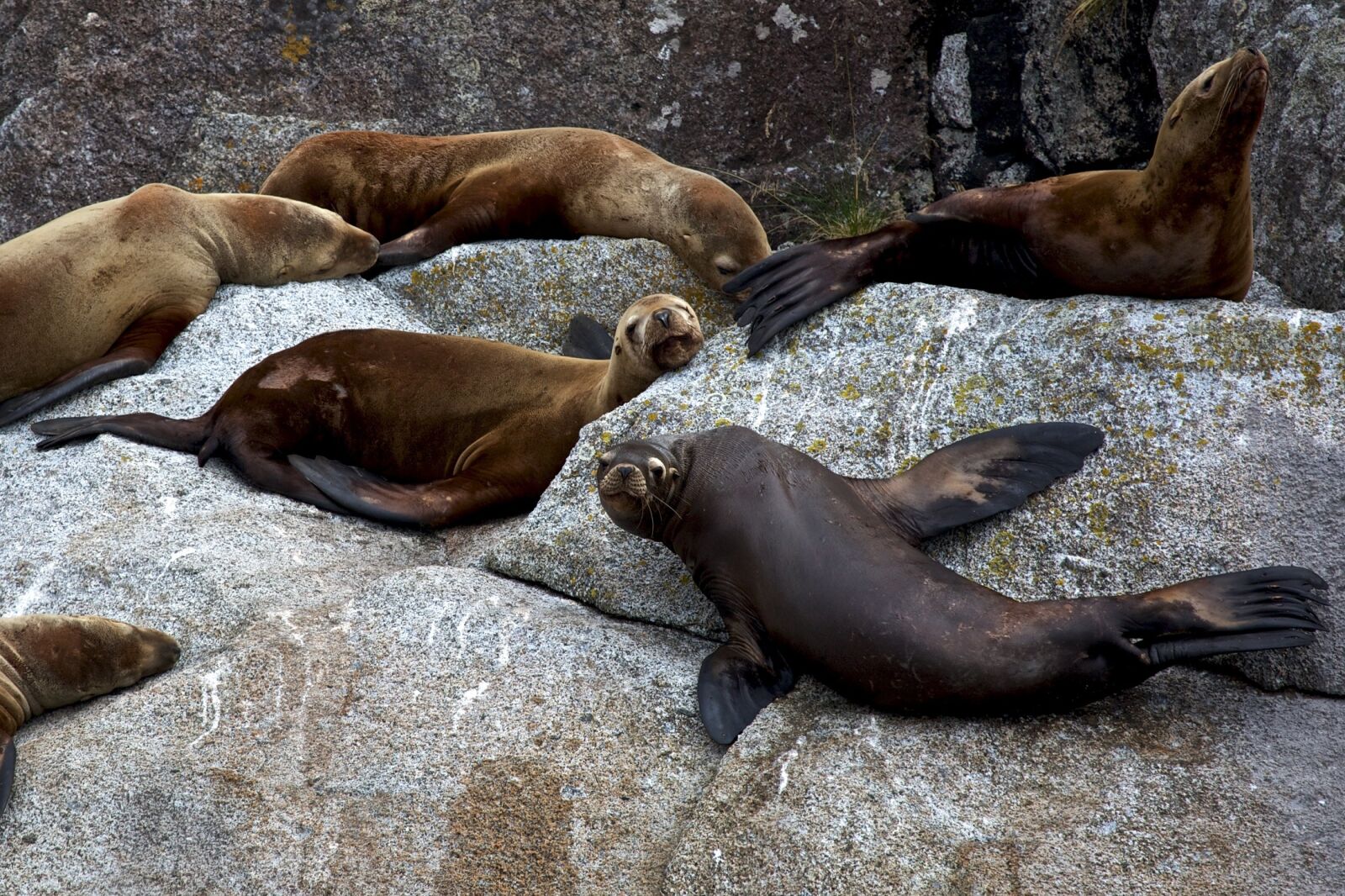 Canon EF 100-400mm F4.5-5.6L IS USM sample photo. Stellar sea lions, rocks photography