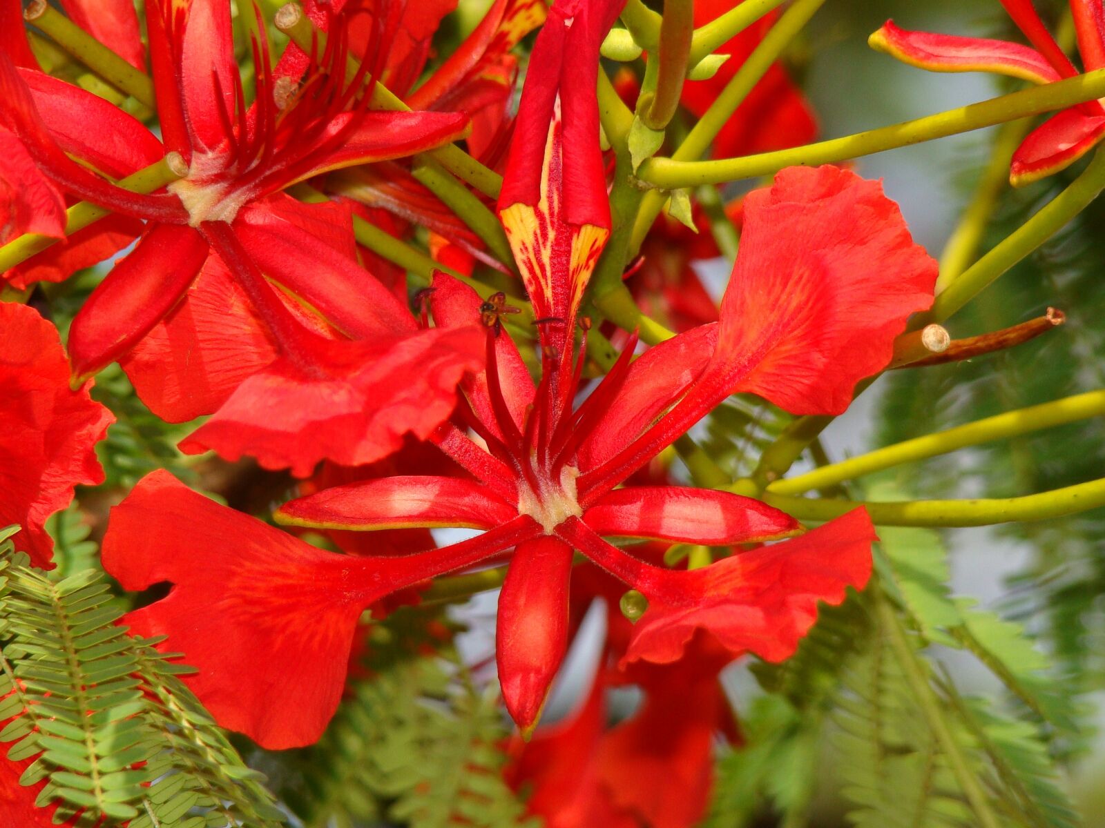 Sony Cyber-shot DSC-H50 sample photo. Red flower, red, garden photography