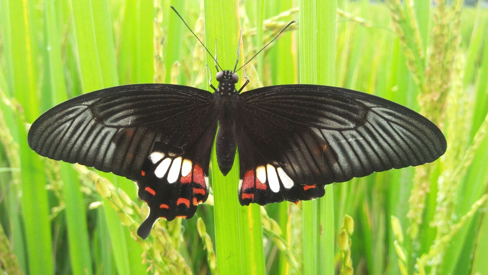 OPPO A37fw-International sample photo. Butterfly, tree, grass photography