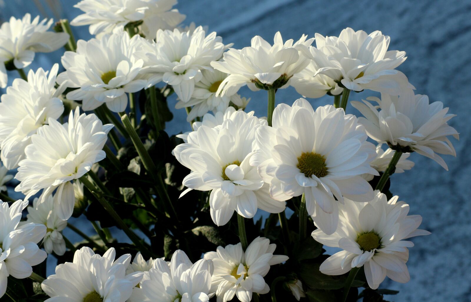 Canon EOS 1200D (EOS Rebel T5 / EOS Kiss X70 / EOS Hi) sample photo. White flowers, autumn, flowers photography
