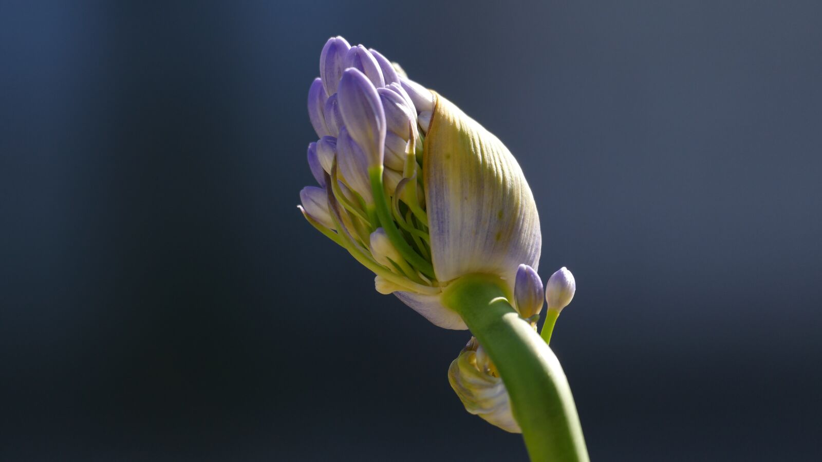 Leica V-Lux (Typ 114) sample photo. Blossom, bloom, flower photography