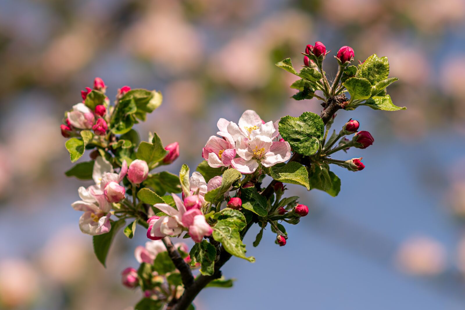 Nikon D750 sample photo. Flowers, nature, spring photography