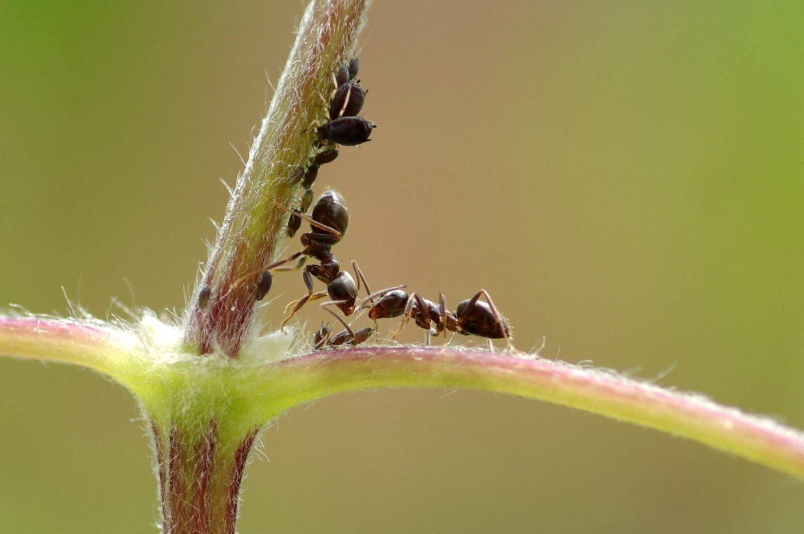 Pentax K-3 sample photo. Ant, macro, insect photography