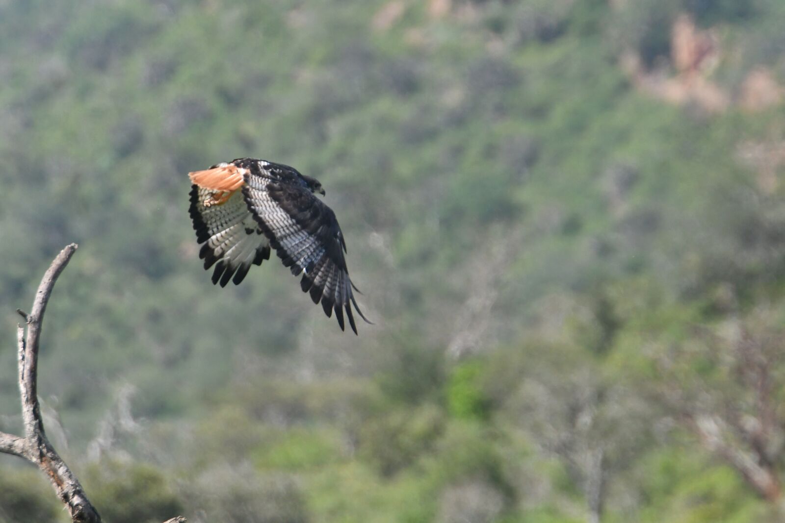 Nikon D500 sample photo. Bird, nature, animals photography