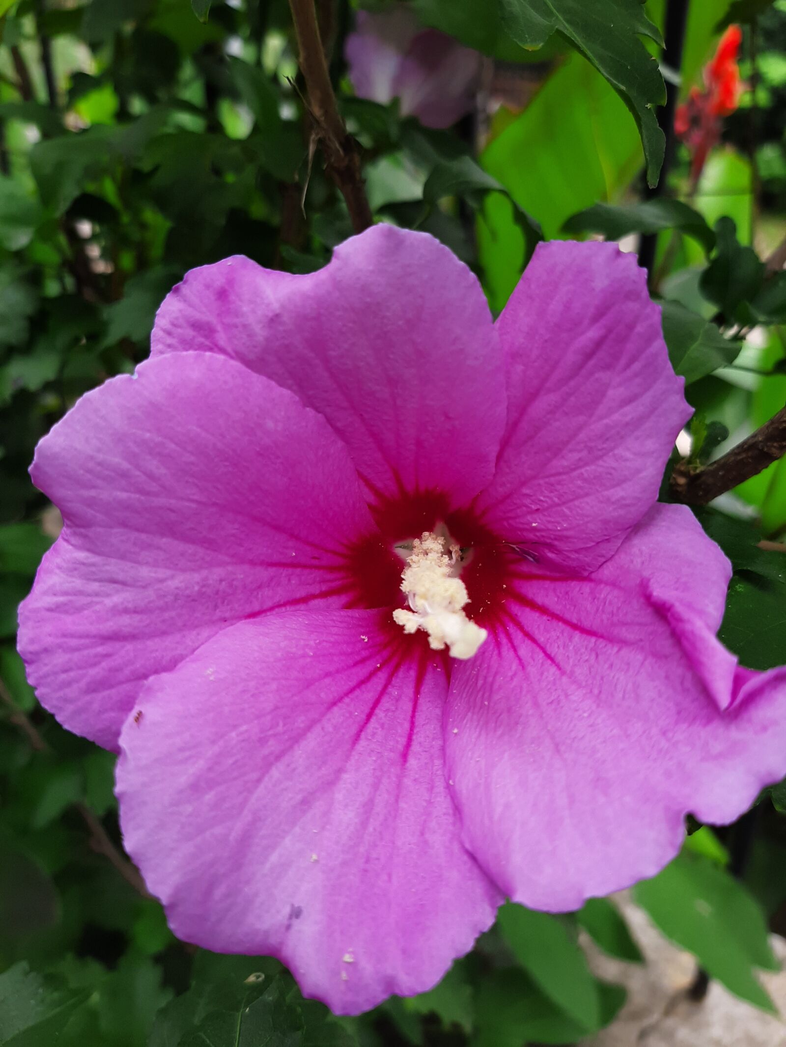 Samsung Galaxy A50 sample photo. Purple, spring, flowering photography