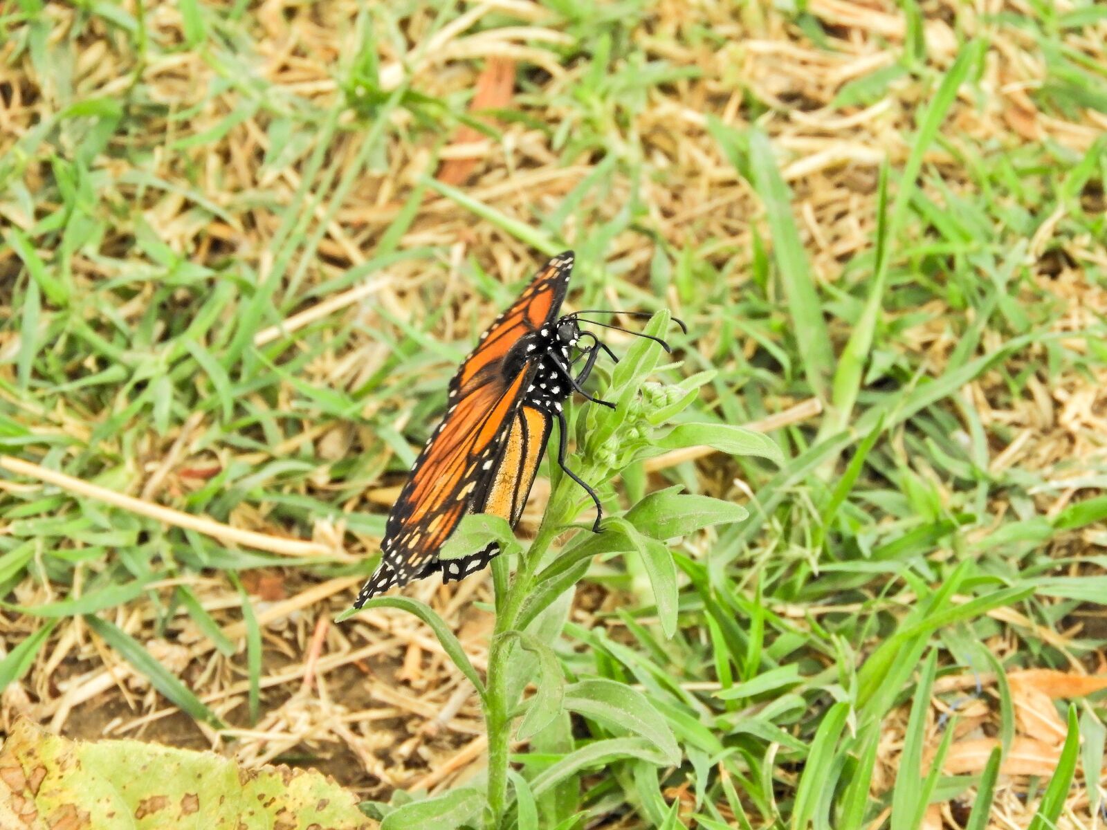 Nikon Coolpix B700 sample photo. Butterfly, monarch, bolivia photography