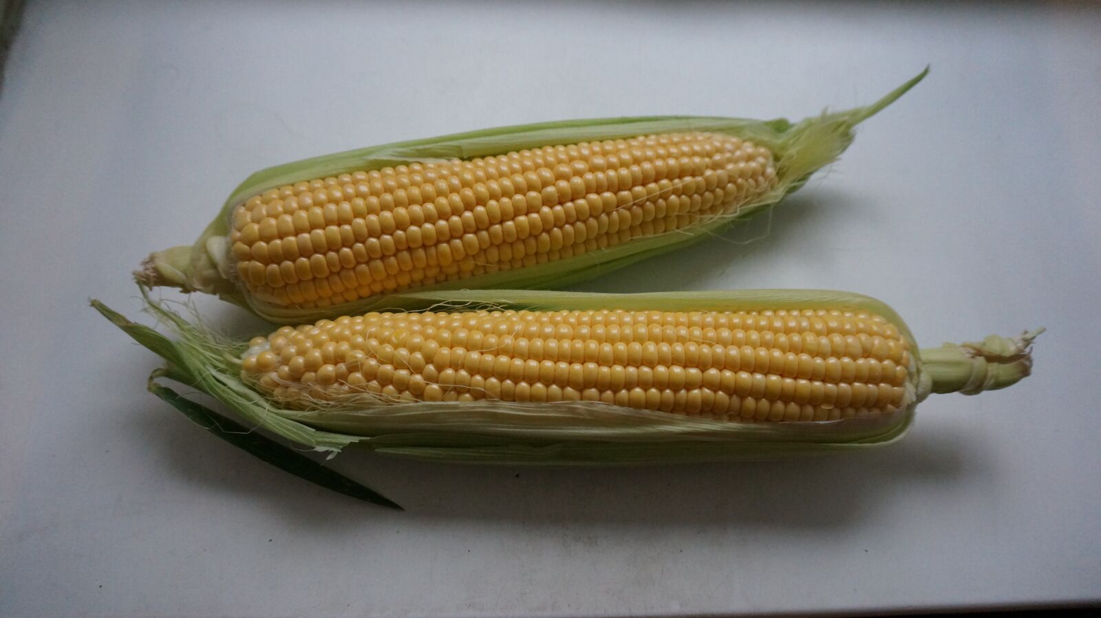 Sony Alpha NEX-5T sample photo. Ear of corn, leaves photography