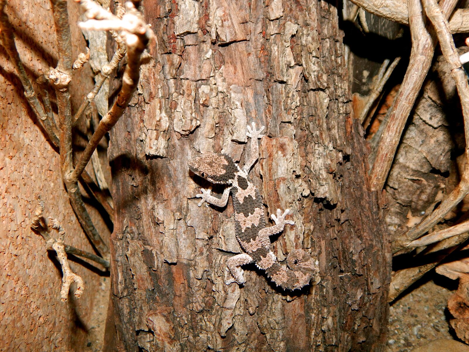 Nikon Coolpix L830 sample photo. Disguised, gecko, reptile photography