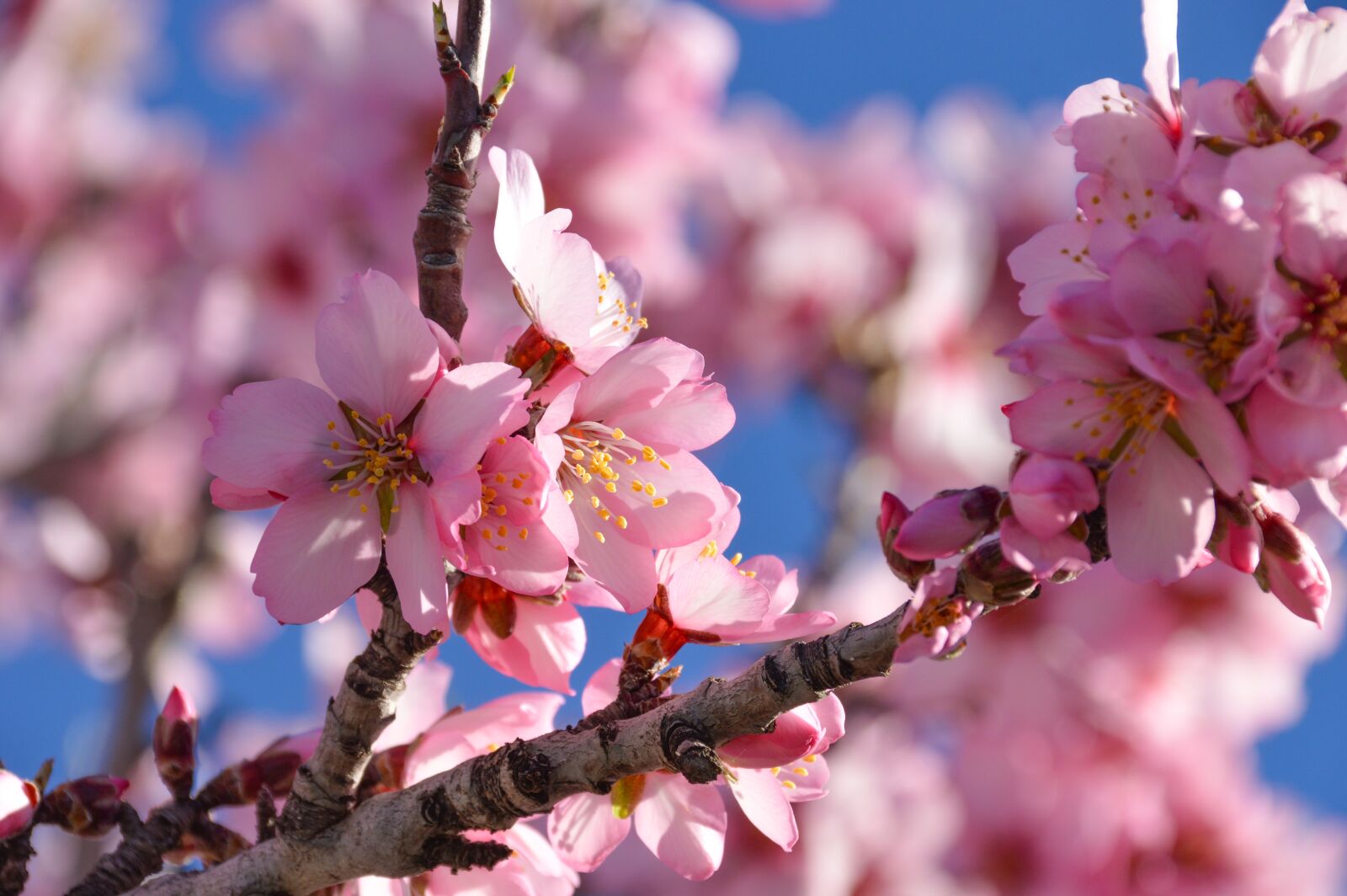 Nikon D3200 sample photo. Blossom, tree, pink photography