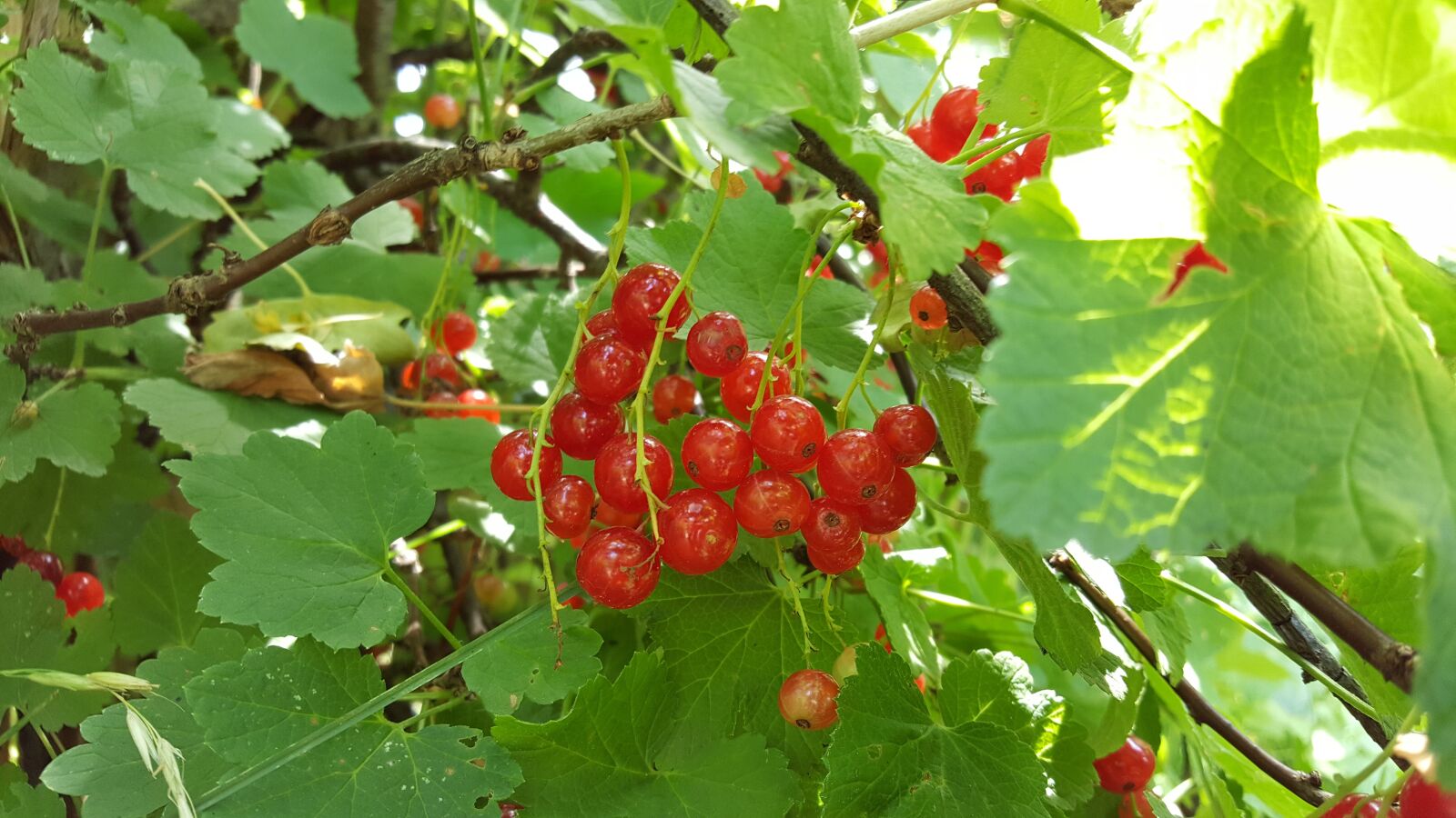 Samsung Galaxy S6 sample photo. Currant, red, green photography