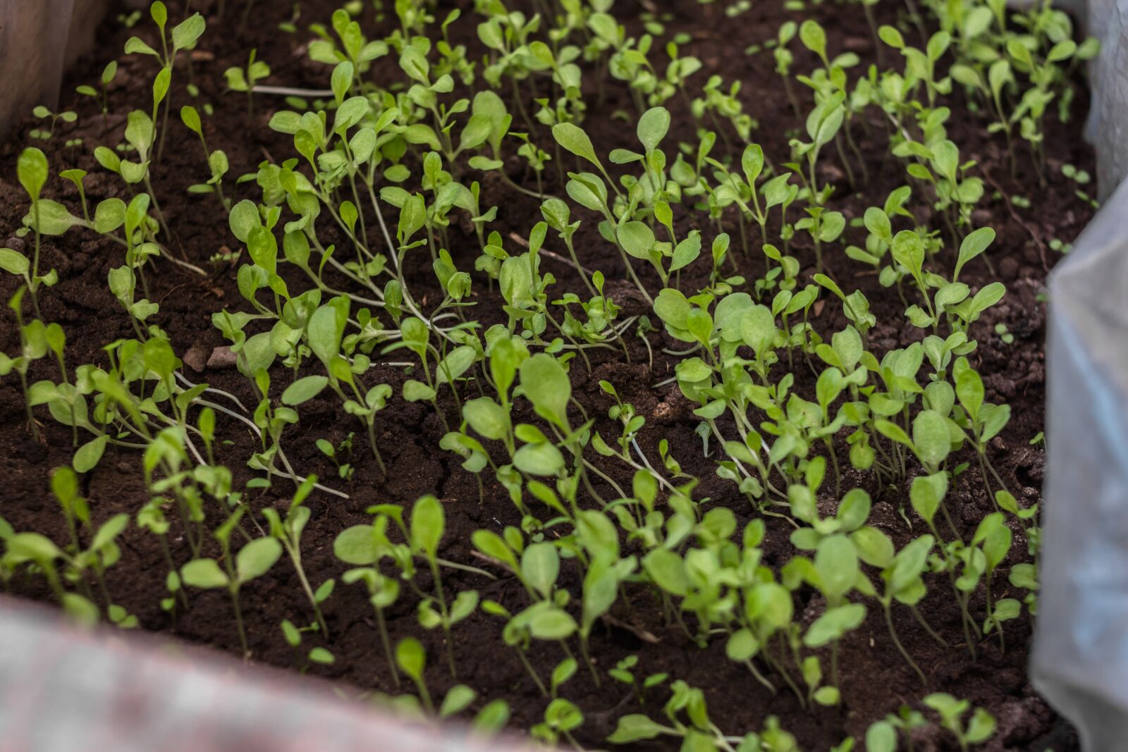Canon EOS 700D (EOS Rebel T5i / EOS Kiss X7i) sample photo. Planting, plant, fifth photography