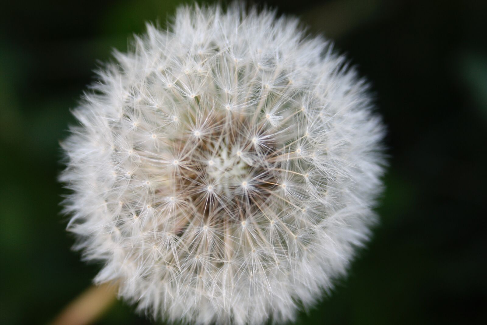 Canon EOS 450D (EOS Rebel XSi / EOS Kiss X2) sample photo. Dandelion, nature, summer photography