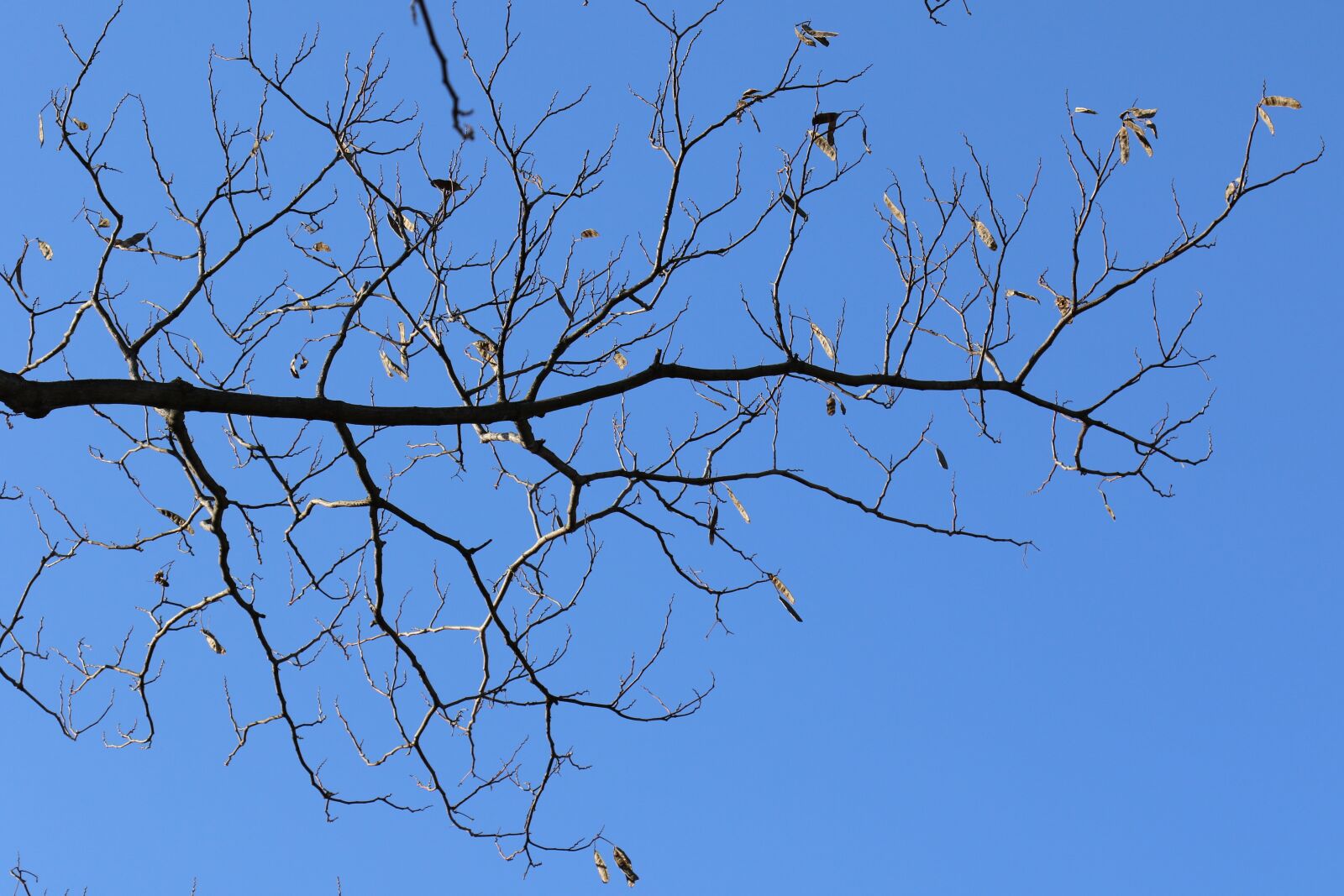 Canon EOS 7D Mark II sample photo. Wood, eggplant, winter photography